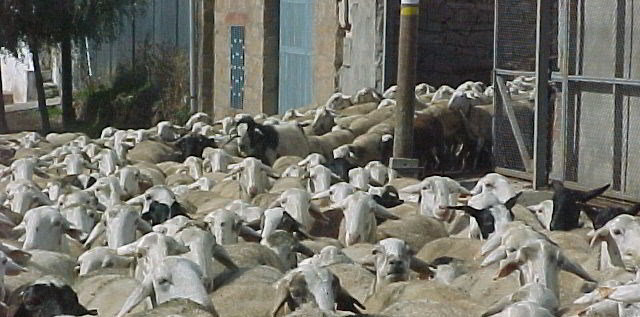 Rebaño de obejas en Borobia