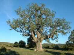 Imagen del Jardín Botánico de Borobia 3