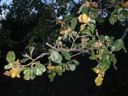 Imagen del Jardín Botánico de Borobia 4
