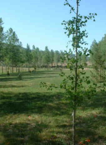 Imagen del Jardín Botánico de Borobia 6